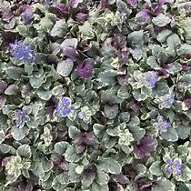 Image result for Ajuga reptans Burgundy Glow