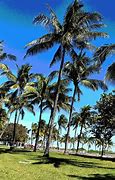 Image result for Miami Road Palm Trees
