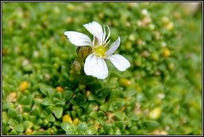 Image result for Gypsophila aretioides