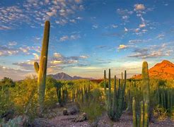 Image result for AZ Desert Landscape