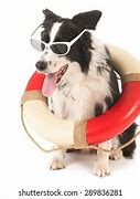 Image result for Funny Rescue Dogs