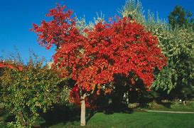 Image result for Acer Ginnala Maple Tree