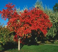 Image result for Acer Ginnala Amur Maple Tree