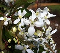 Image result for Clematis Evergreen Climbers