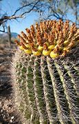 Image result for Barrel Cactus Fruit