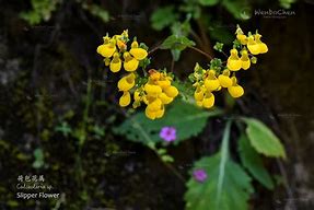 Image result for Calceolaria sp. Patagonia