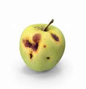 Image result for Rotten Apple Raphic
