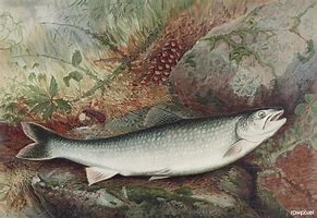 Image result for Vintage Fishing Illustrations