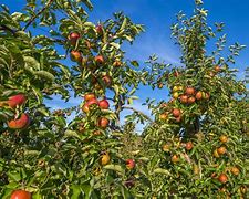 Image result for What Is a Fuji Apple