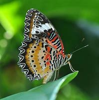 Image result for Beautiful Butterfly Photography