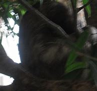 Image result for Sid the Sloth Hair