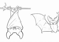 Image result for Albino Fruit Bat Sketch