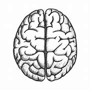Image result for Brain Drawing Top View
