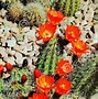 Image result for Images of Cactus