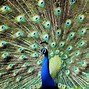 Image result for Peacock Desktop