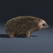 Image result for Hedgehog Fur