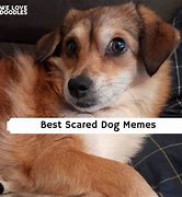 Image result for Dog Scared Glare Meme