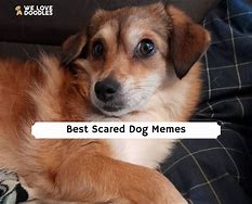 Image result for Tik Tok Scared Dog Meme