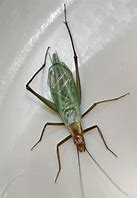 Image result for Pine Cricket
