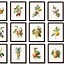 Image result for Antique Fruit Prints