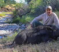 Image result for Pig Hunting Cool Pictures