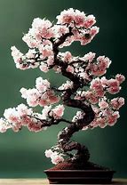 Image result for Cherry Blossom Bonsai