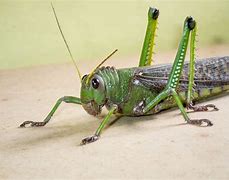 Image result for Cricket Face Insect Cartoon