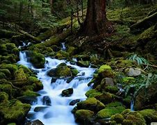 Image result for Forest Streams with Trees