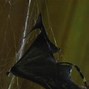 Image result for Bat Eating Spider