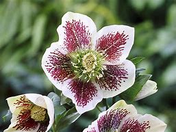 Image result for Helleborus orientalis White Spotted Hybrids