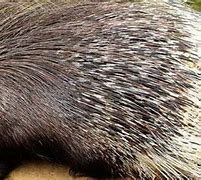 Image result for Porcupine Spiritual Meaning
