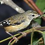 Image result for Cute Small Birds