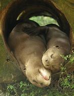 Image result for Otter Hug