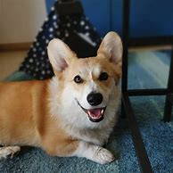 Image result for Congrats Corgi