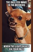 Image result for Chihuahua with Hair Meme
