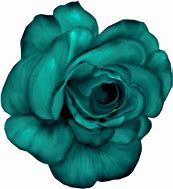 Image result for Fleurs De Couleur Rose