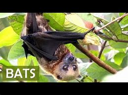 Image result for Fruit Bat Facts for Kids