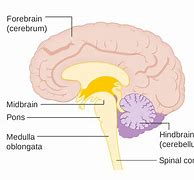 Image result for Brain Stem Pons Medulla