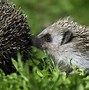 Image result for Baby Hedgehoge