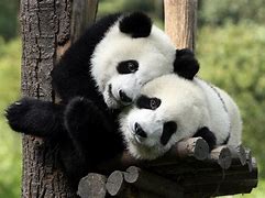 Image result for Panda Bears 2