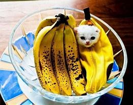 Image result for Kawaii Banana Cat Baby