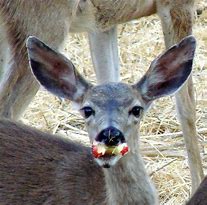 Image result for Killer Deer and Apple Tree