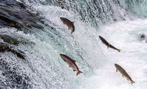 Image result for Salmon Fish Swimming