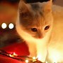 Image result for Orange and White Cat Face