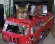 Image result for Firefighter Cat Meme