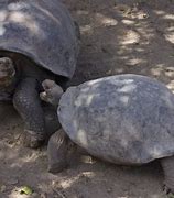 Image result for galapaguera