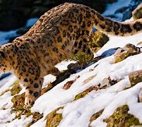 Image result for Mac OS X Snow Leopard Wallpaper