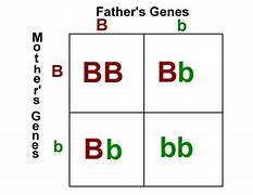 Image result for Genetic Inheritance Table