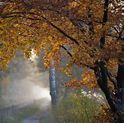 Image result for Rainy Autumn Day