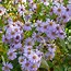 Image result for Aster ageratoides Asran